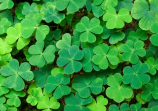 St Patrick's Day 417